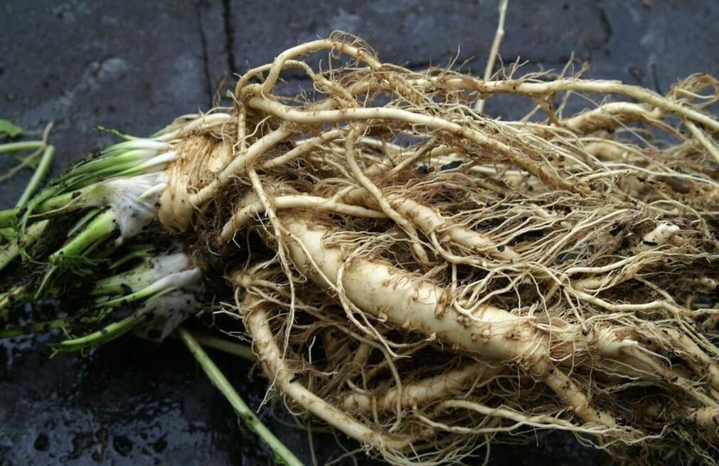 anti-fungal horseradish root